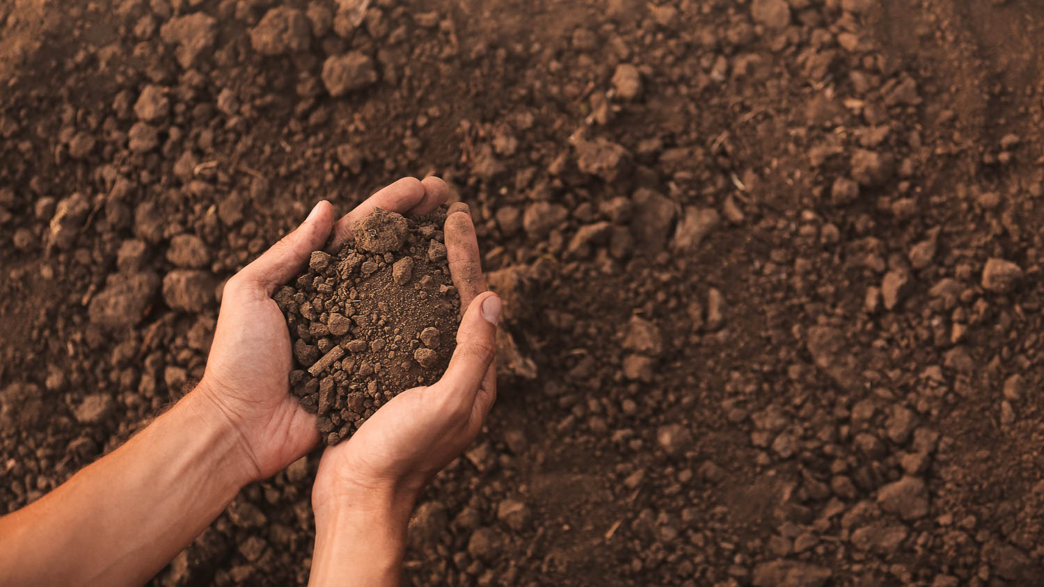Hände mit frischer Erde
